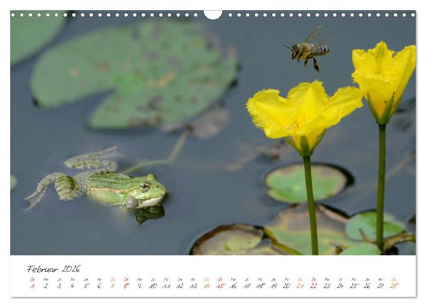 Produktbild: Frosch Karl, Hans und Max im Einklang der Natur (Wandkalender 2026 DIN A3 quer), CALVENDO Monatskalender
