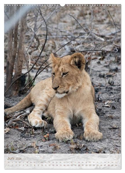 Produktbild: L&ouml;wen in Sabi Sands (Wandkalender 2026 DIN A2 hoch), CALVENDO Monatskalender