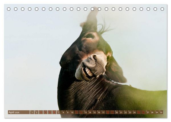Produktbild: Esel - Sixtus Loreley (Tischkalender 2026 DIN A5 quer), CALVENDO Monatskalender