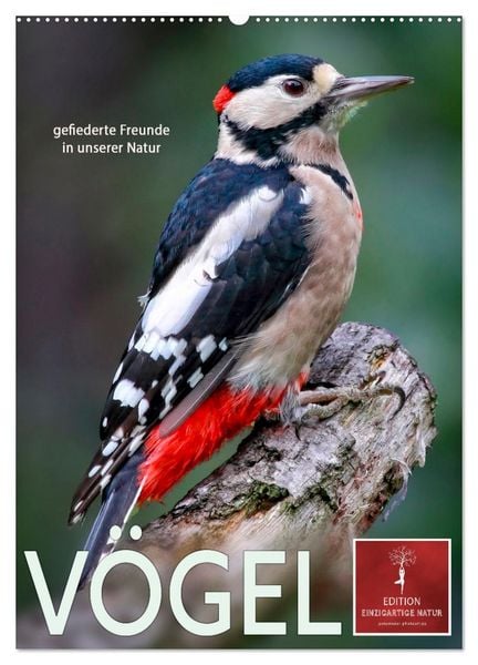Produktbild: V&ouml;gel - gefiederte Freunde in unserer Natur (Wandkalender 2026 DIN A2 hoch), CALVENDO Monatskalender
