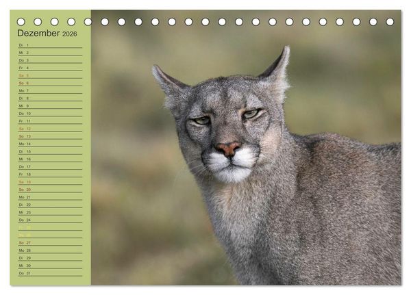 Produktbild: Wildlife S&uuml;damerika (Tischkalender 2026 DIN A5 quer), CALVENDO Monatskalender