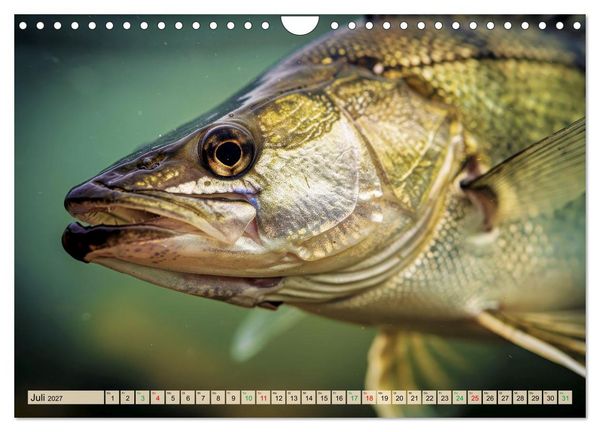 Produktbild: Zander im See (Wandkalender 2027 DIN A4 quer), CALVENDO Monatskalender