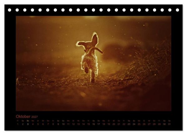 Produktbild: Elli Pirelli... aus dem Leben eines fr&ouml;hlichen Pinscher-Dackel-M&auml;dels (Tischkalender 2027 DIN A5 quer), CALVENDO Monatskalender