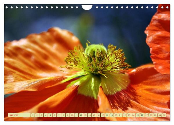 Produktbild: MOHNBL&Uuml;TEN (Wandkalender 2026 DIN A4 quer), CALVENDO Monatskalender