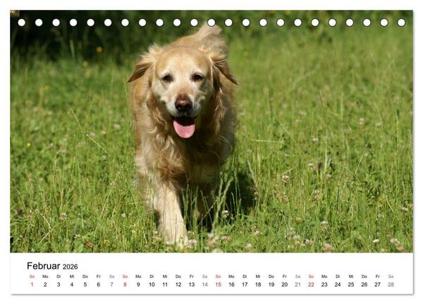 Produktbild: Golden Retriever Power (Tischkalender 2026 DIN A5 quer), CALVENDO Monatskalender