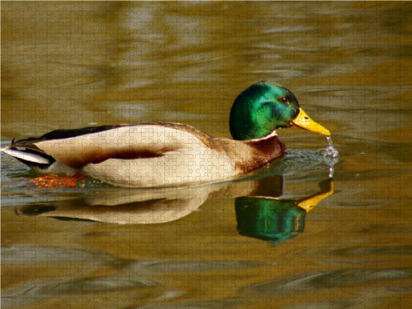 Produktbild: CALVENDO Puzzle Stockente (Anas platyrhynchos) m&auml;nnlich 1000 Teile Lege-Gr&ouml;&szlig;e 64 x 48 cm Foto-Puzzle Bild von kattobello