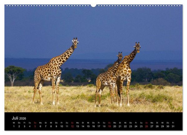 Produktbild: GIRAFFEN - Liebliche Riesen der afrikanischen Savanne (Wandkalender 2026 DIN A2 quer), CALVENDO Monatskalender