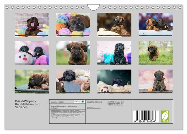Produktbild: Briard-Welpen - Knuddelb&auml;ren zum Verlieben (Wandkalender 2026 DIN A4 quer), CALVENDO Monatskalender
