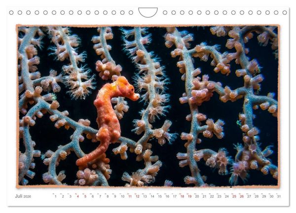 Produktbild: Pygm&auml;enseepferdchen, kleines Pferd ganz gro&szlig; (Wandkalender 2026 DIN A4 quer), CALVENDO Monatskalender