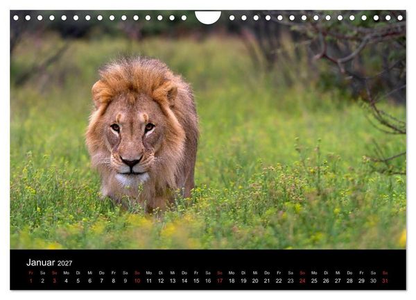 Produktbild: Afrikas Raubkatzen (Wandkalender 2027 DIN A4 quer), CALVENDO Monatskalender