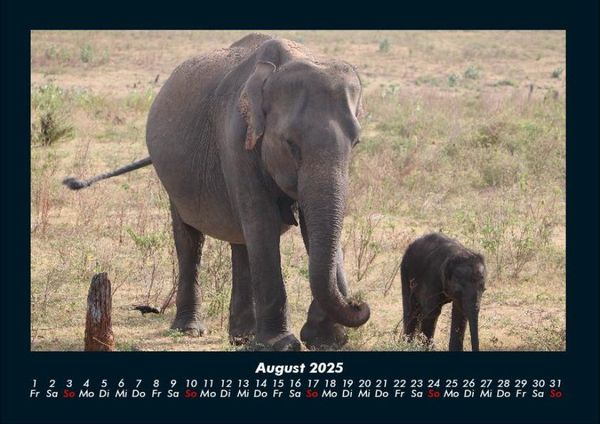 Produktbild: Elefanten - Die sanften Riesen Afrikas 2025 Fotokalender DIN A4