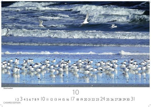 Produktbild: Nordseek&uuml;ste Kalender 2027 &ndash; Wandkalender | Fotokalender Deutschland 35x24cm | in 12 eindrucksvollen Bildern &ndash; Natur, Gezeiten, Strand und weite Horizonte