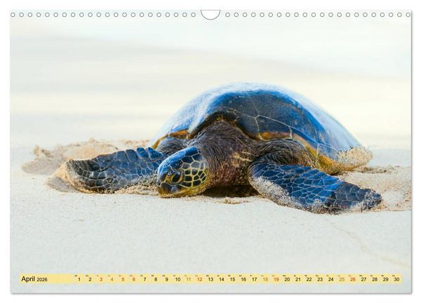 Produktbild: O'ahu - Eine Reise in das Herz von Hawaii (Wandkalender 2026 DIN A3 quer), CALVENDO Monatskalender