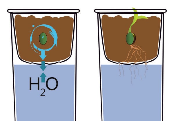 Produktbild: Erkunde die Botanik und Hydrokultur (Experimentierkasten)