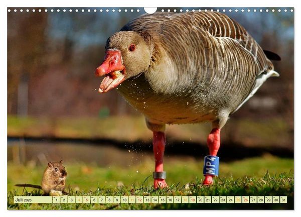 Produktbild: Lustig und verr&uuml;ckt - der ganz andere Tierkalender (Wandkalender 2026 DIN A3 quer), CALVENDO Monatskalender