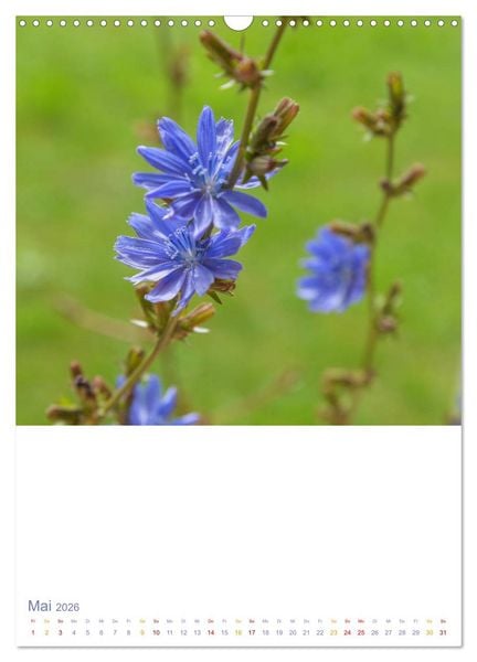 Produktbild: Sch&ouml;ne Wegwarten. Heimische Heilpflanzen am Wegesrand (Wandkalender 2026 DIN A3 hoch), CALVENDO Monatskalender
