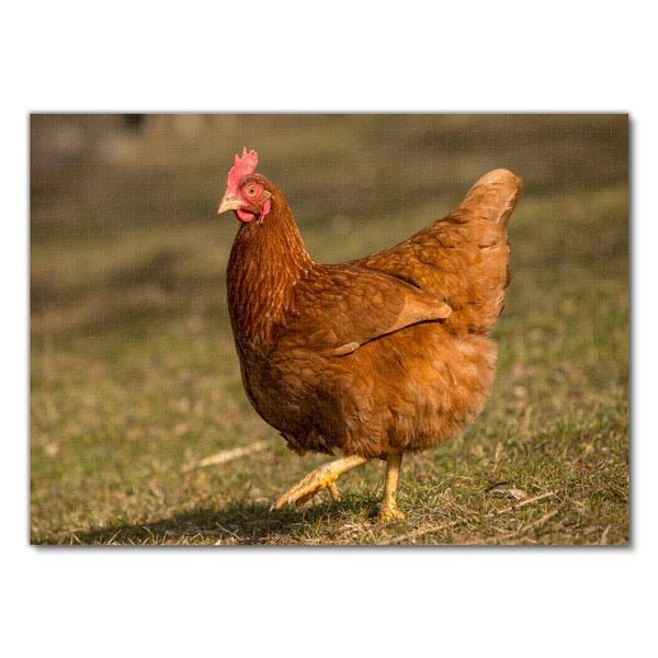 Produktbild: Lais Puzzle Huhn 1000 Teile