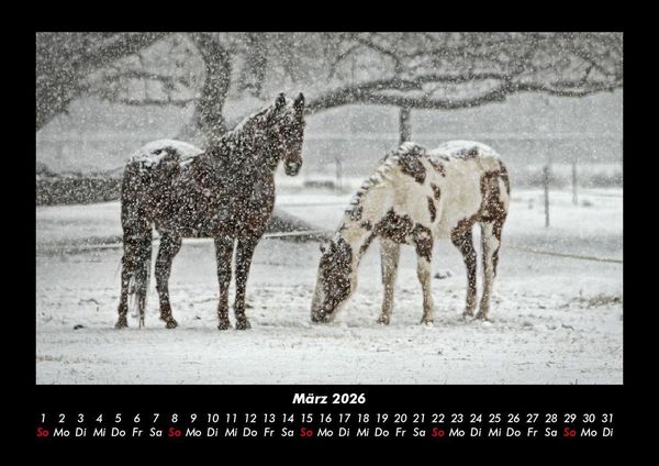 Produktbild: Die Welt der Pferde 2026 Fotokalender DIN A3