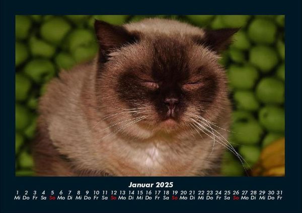 Produktbild: F&uuml;r Katzenfreunde 2025 Fotokalender DIN A4