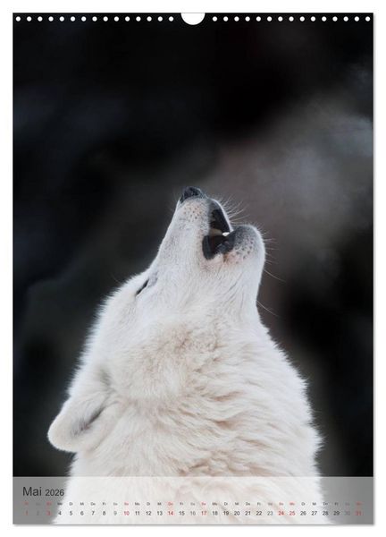 Produktbild: Emotionale Momente: Der Wolf. (Wandkalender 2026 DIN A3 hoch), CALVENDO Monatskalender