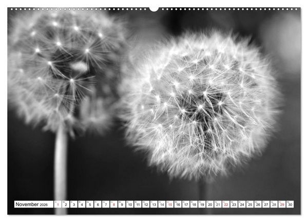 Produktbild: Pusteblumenzauber in schwarzwei&szlig; (Wandkalender 2026 DIN A2 quer), CALVENDO Monatskalender