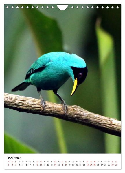 Produktbild: Costa Rica - Fauna & Flora (Wandkalender 2026 DIN A4 hoch), CALVENDO Monatskalender