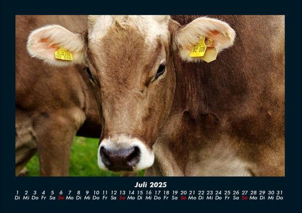 Produktbild: Kuhkalender 2025 Fotokalender DIN A4
