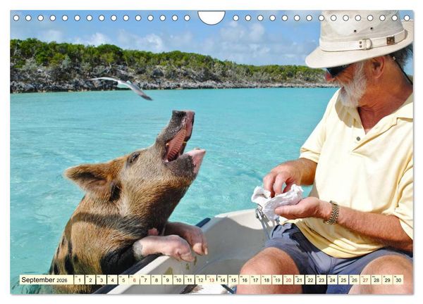 Produktbild: Schwimmende Schweine (Wandkalender 2026 DIN A4 quer), CALVENDO Monatskalender
