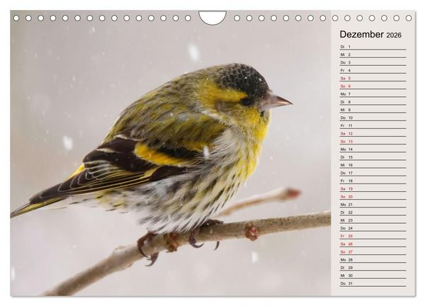 Produktbild: Erlenzeisige (Wandkalender 2026 DIN A4 quer), CALVENDO Monatskalender