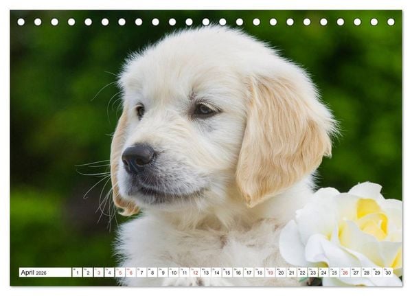 Produktbild: Goldige Herzensbrecher - Golden Retriever Welpen (Tischkalender 2026 DIN A5 quer), CALVENDO Monatskalender