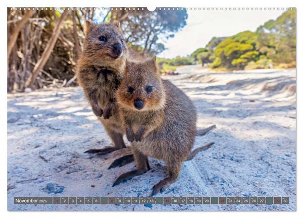 Produktbild: Big Five Australiens Buckelwal, Walhai, Orca, Quokka,K&auml;nguru (hochwertiger Premium Wandkalender 2026 DIN A2 quer), Kunstdruck in Hochglanz