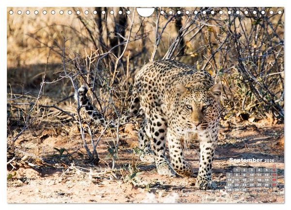 Produktbild: Namibia, Sch&ouml;nheit und Vielfalt (Wandkalender 2026 DIN A4 quer), CALVENDO Monatskalender
