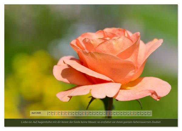 Produktbild: Rosen, Liebe ist (Wandkalender 2026 DIN A4 quer), CALVENDO Monatskalender