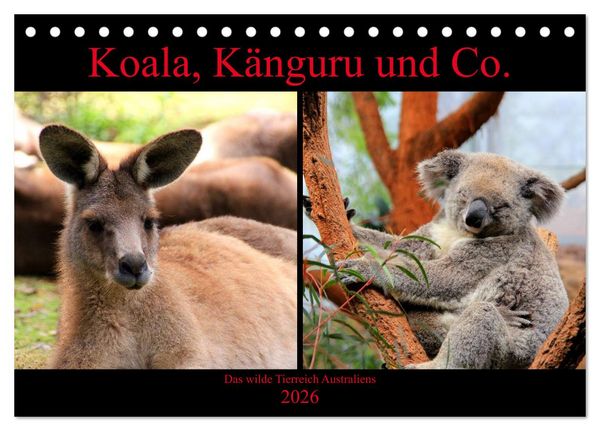 Produktbild: Koala, K&auml;nguru und Co. &ndash; Das wilde Tierreich Australiens (Tischkalender 2026 DIN A5 quer), CALVENDO Monatskalender