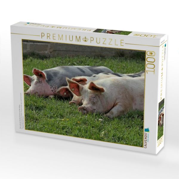 Produktbild: CALVENDO Puzzle Drei ruhende Weideschweine auf der Wiese | 1000 Teile Lege-Gr&ouml;&szlig;e 64x48cm Foto-Puzzle f&uuml;r gl&uuml;ckliche Stunden