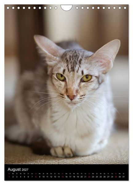 Produktbild: Orientalische Katzen 2027 (Wandkalender 2027 DIN A4 hoch), CALVENDO Monatskalender