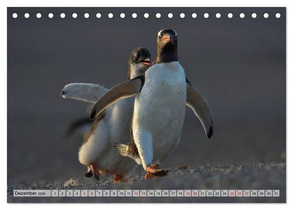 Produktbild: Pinguine der Falkland Inseln (Tischkalender 2026 DIN A5 quer), CALVENDO Monatskalender