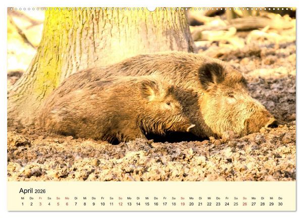 Produktbild: Scheue Wildtiere in heimischen W&auml;ldern und Bergen (hochwertiger Premium Wandkalender 2026 DIN A2 quer), Kunstdruck in Hochglanz