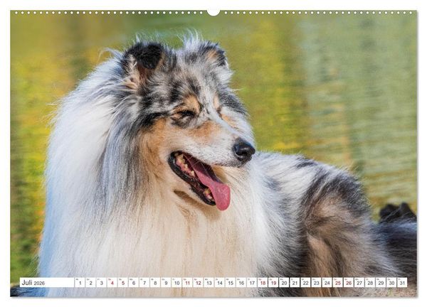 Produktbild: Collies - die sch&ouml;nsten Hunde der Welt (hochwertiger Premium Wandkalender 2026 DIN A2 quer), Kunstdruck in Hochglanz