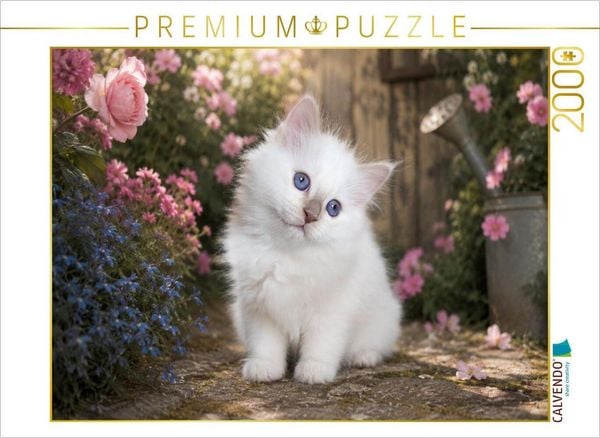 CALVENDO Puzzle Liam von der Handorfer Bäke - Lilac Point | 2000 Teile Lege-Größe 90x67cm Foto-Puzzle für glückliche Stunden