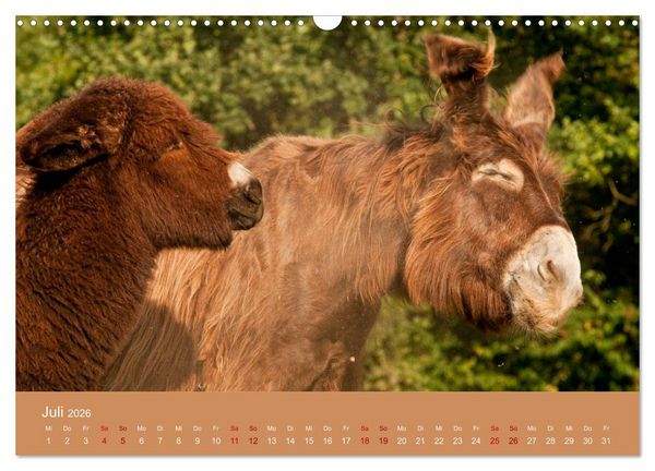 Produktbild: Baudet de Poitou - Seltene franz&ouml;sische Langohren (Wandkalender 2026 DIN A3 quer), CALVENDO Monatskalender