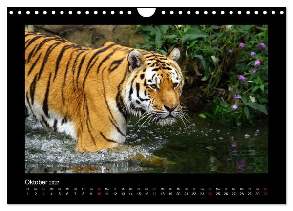 Produktbild: Welt der Katzen - Tiger (Wandkalender 2027 DIN A4 quer), CALVENDO Monatskalender