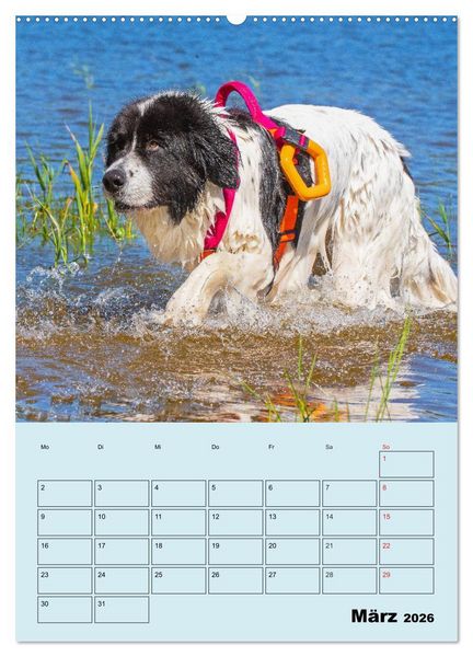 Produktbild: Familienplaner Landseer - Freund und Retter (hochwertiger Premium Wandkalender 2026 DIN A2 hoch), Kunstdruck in Hochglanz