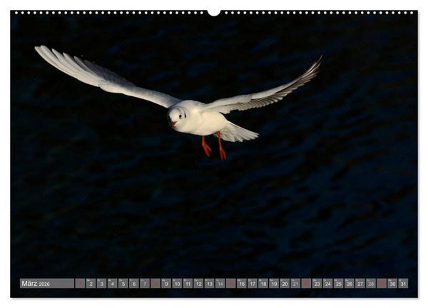 Produktbild: INNE BOTANIK - V&ouml;gel im Ruhrpott (hochwertiger Premium Wandkalender 2026 DIN A2 quer), Kunstdruck in Hochglanz