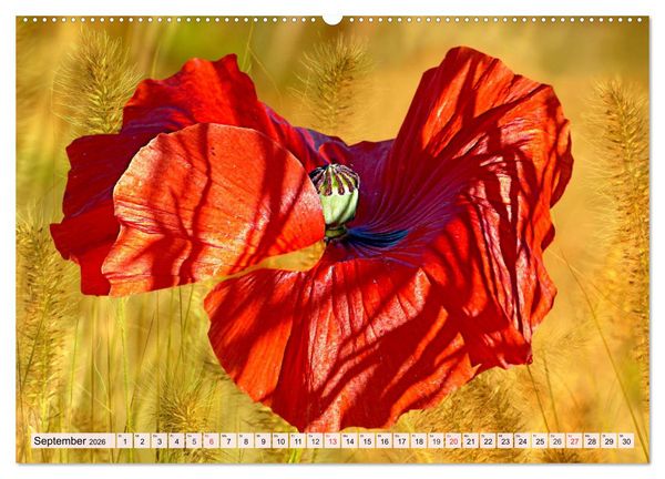 Produktbild: Mohnblumen. Leuchtender Liebreiz auf Wiesen und in G&auml;rten (hochwertiger Premium Wandkalender 2026 DIN A2 quer), Kunstdruck in Hochglanz