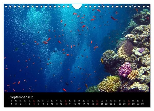 Produktbild: Tr&auml;ume unter Wasser (Wandkalender 2026 DIN A4 quer), CALVENDO Monatskalender