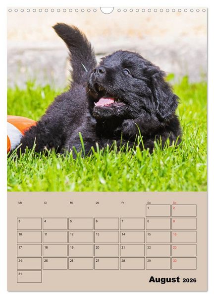 Produktbild: Familienplaner Neufundl&auml;nder Welpen (Wandkalender 2026 DIN A3 hoch), CALVENDO Monatskalender