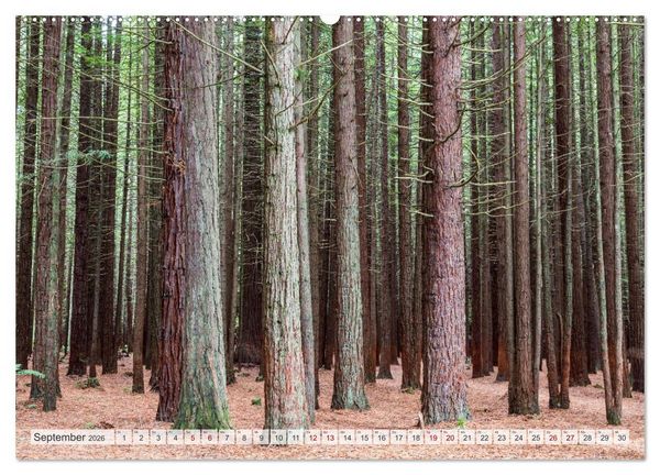 Produktbild: W&auml;lder der Welt (hochwertiger Premium Wandkalender 2026 DIN A2 quer), Kunstdruck in Hochglanz
