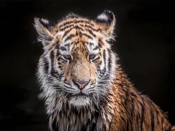 Produktbild: CALVENDO Puzzle Ein junger Tiger nach dem Wasserbad | 1000 Teile Lege-Gr&ouml;&szlig;e 64x48cm Foto-Puzzle f&uuml;r gl&uuml;ckliche Stunden