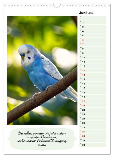Produktbild: Niedliche Wellensittiche (Wandkalender 2026 DIN A3 hoch), CALVENDO Monatskalender